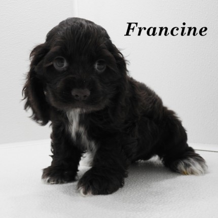 puppy, for, sale, Cocker Spaniel, Joe & Cherri  Overlease, dog, breeder, Miller, MO, dog-breeder, puppy-for-sale, forsale, nearby, find, puppyfind, locator, puppylocator, aca